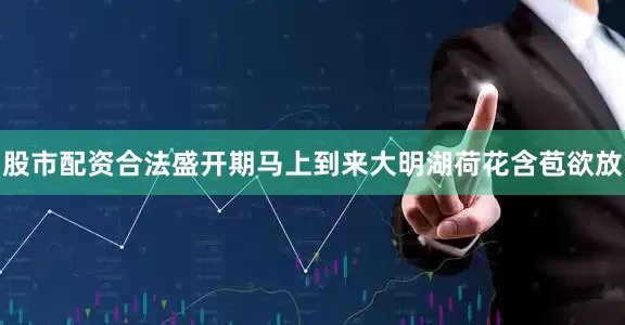 股市配资合法盛开期马上到来大明湖荷花含苞欲放